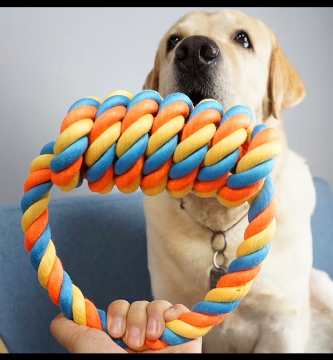 Dog Toy