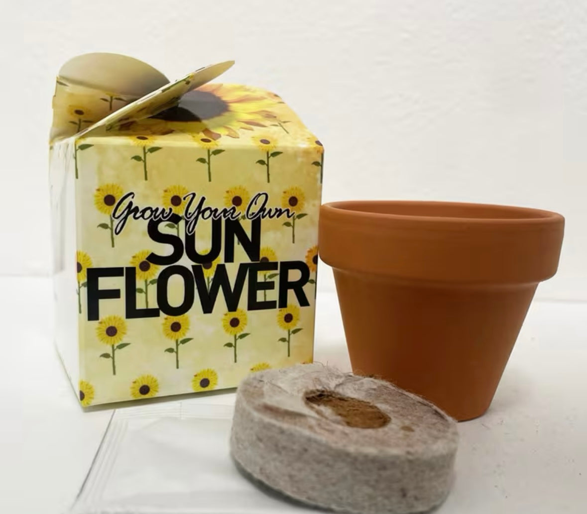 Grow your own sunflower