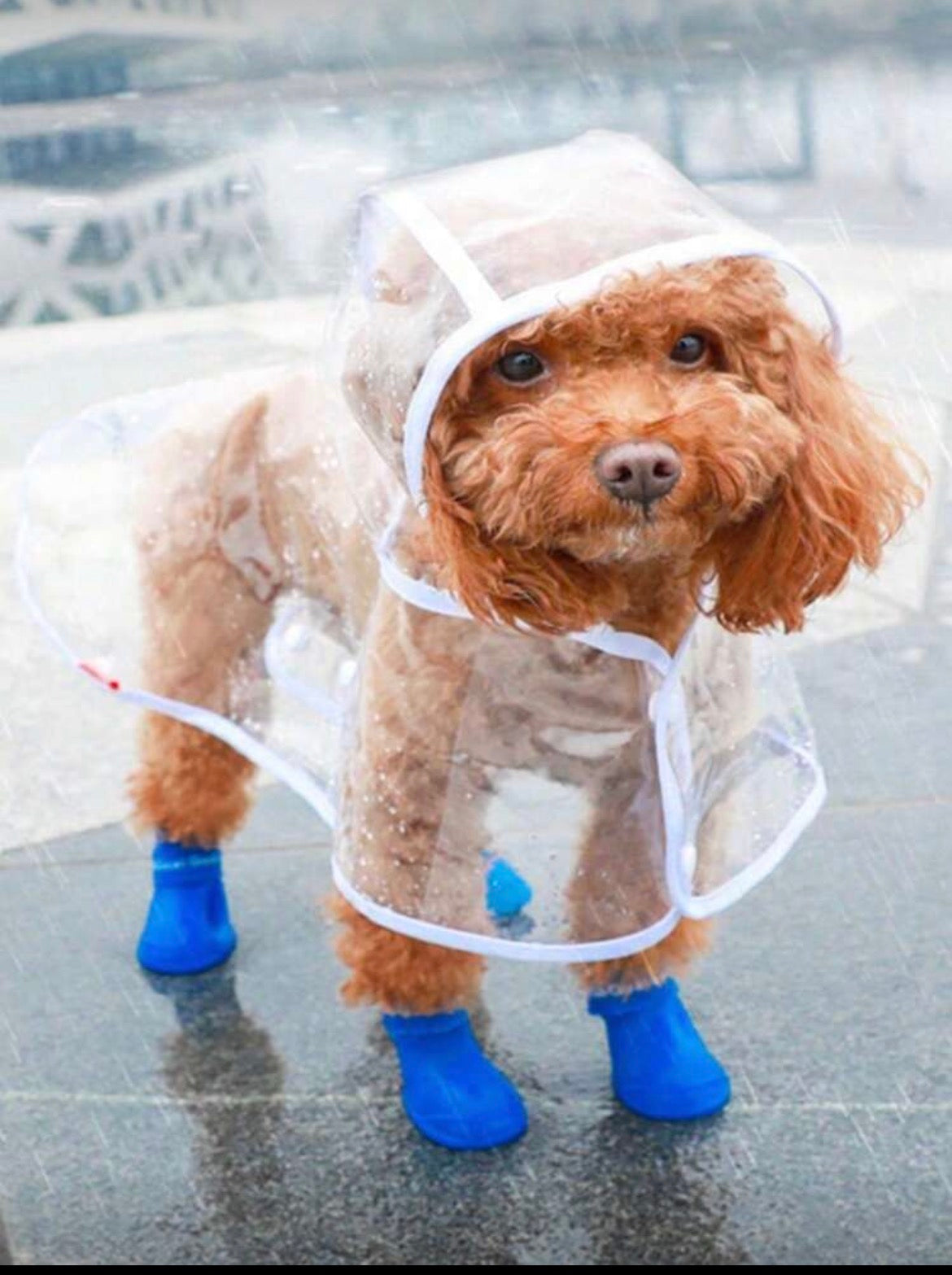 Dog Rain Coat