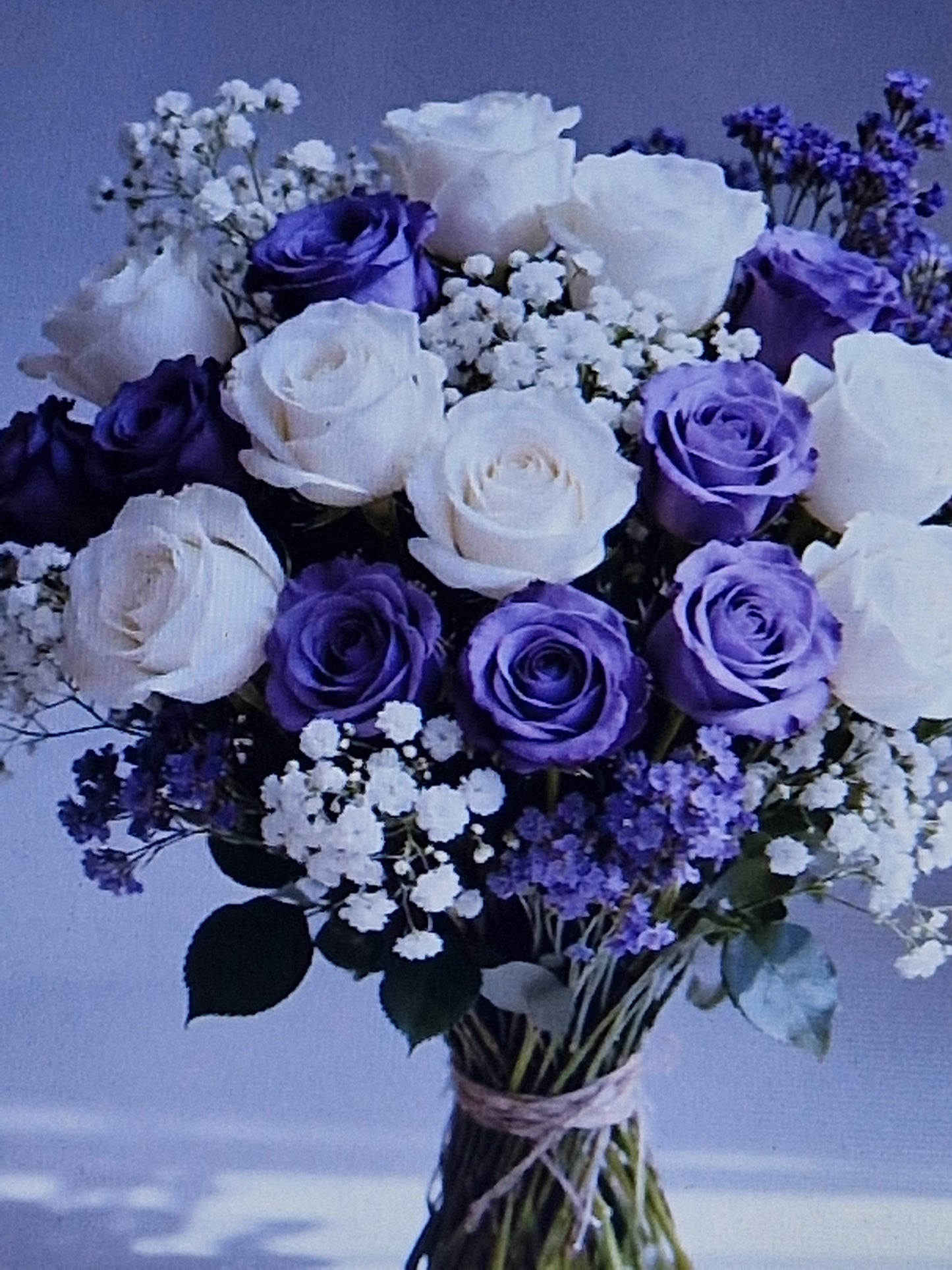 24pcs white and purple roses