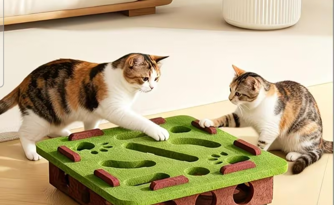Cats fun box