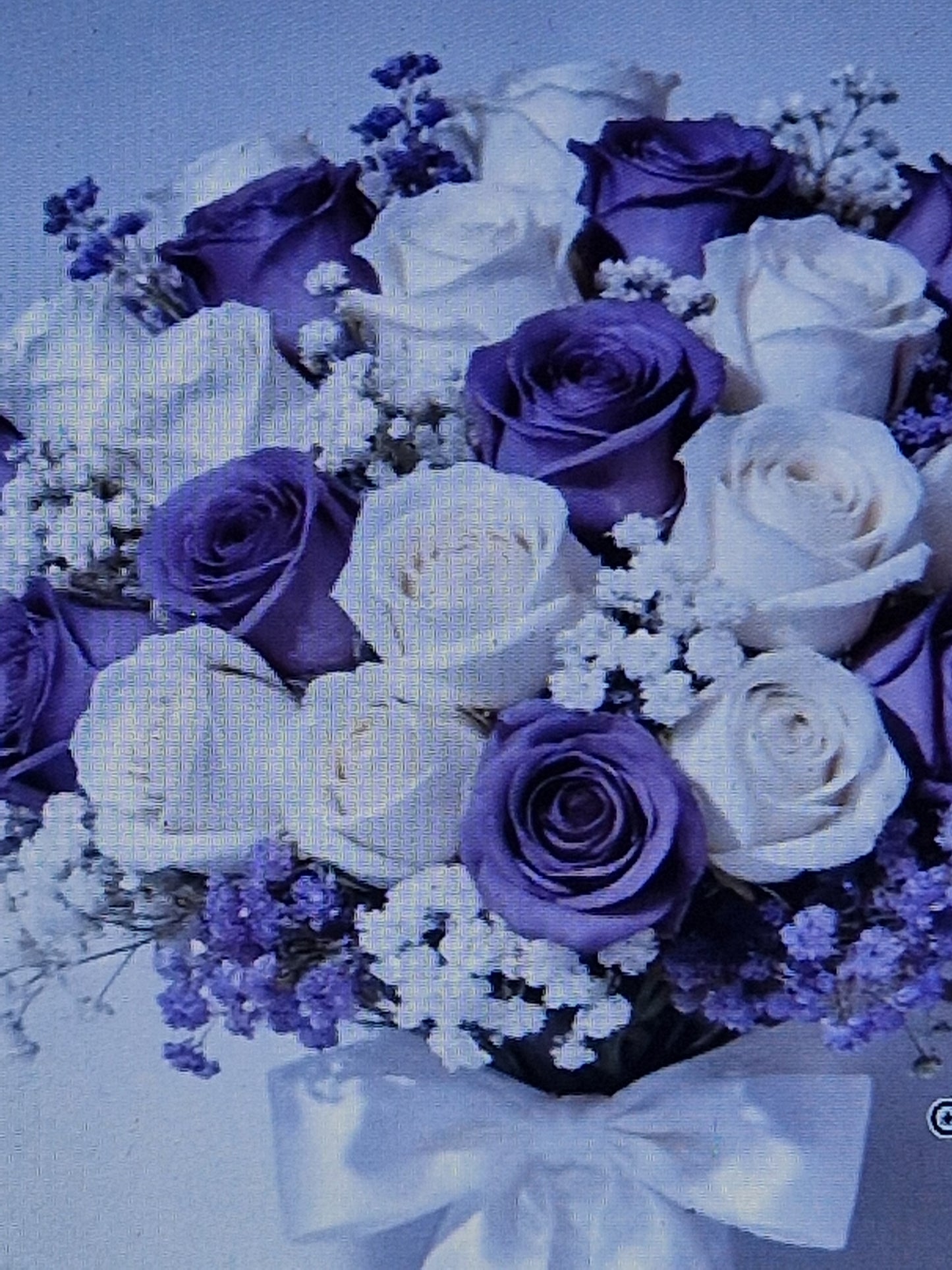 24pcs white and purple roses